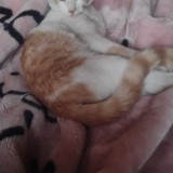 Jacinto