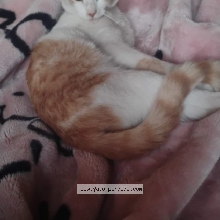 Foto 1/1 Gato encontrado Perdido en Recoleta