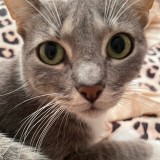 Laila