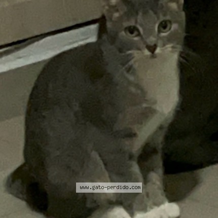 Foto 2/2 Laila Gato perdido en Pereira