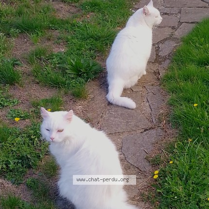 Foto de un gato reunido en Aigrefeuille Sur Maine