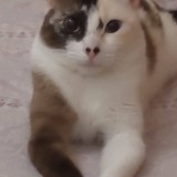 Elsa