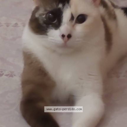 Foto del gato perdido en Toledo
