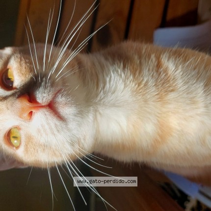 Foto del gato perdido en Resistencia