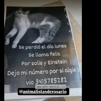 Foto del gato perdido en Rosario