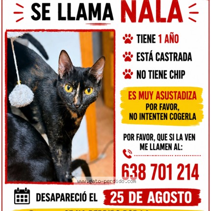 Foto del gato perdido en Estepona