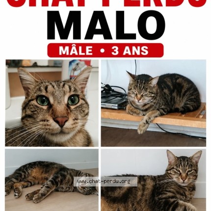 Foto de un gato reunido en Rochefort En Yvelines