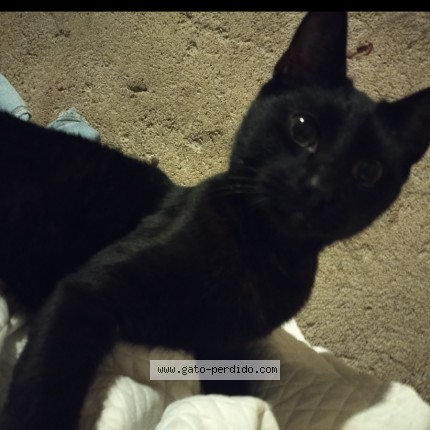 Foto 1/1 negro Gato perdido en Se Escapo De Mi Casa