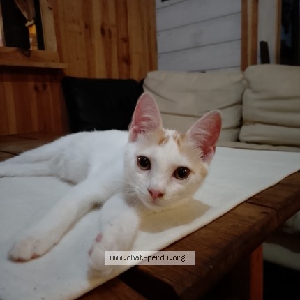 Foto de un gato reunido en Rion Des Landes