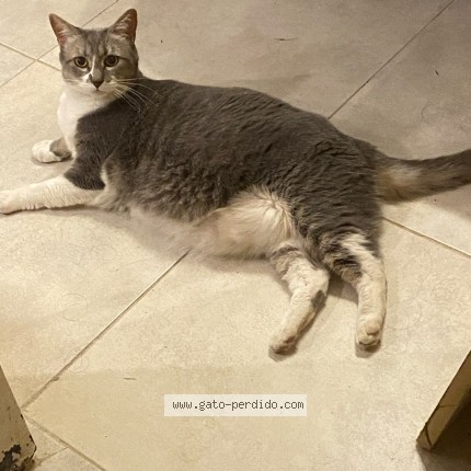 Foto del gato perdido en Ituzaingo