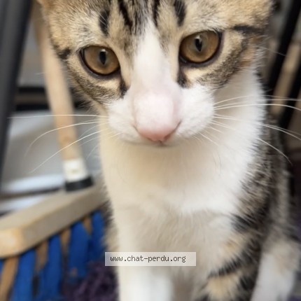 Foto de un gato reunido en Villefranche Sur Saone