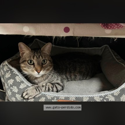 Foto del gato perdido en Barcelona