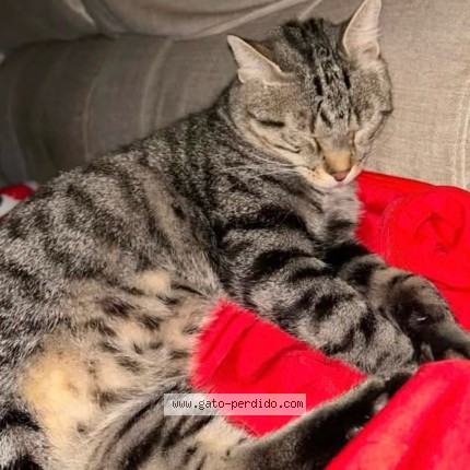 Foto 2/3 Simba Gato perdido en Barcelona