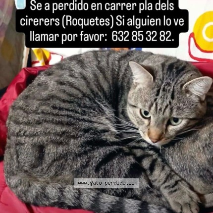 Foto 3/3 Simba Gato perdido en Barcelona