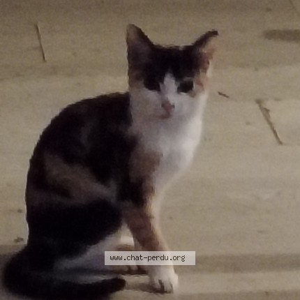 Foto de un gato reunido en Roubaix