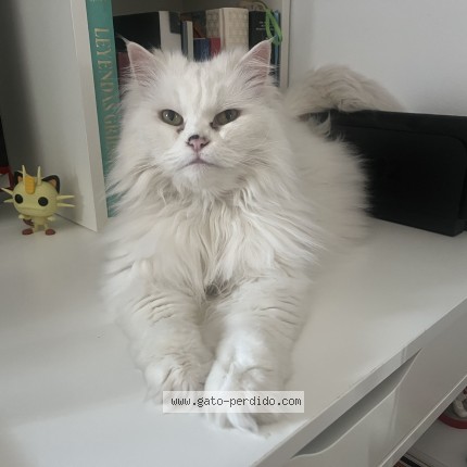 Foto del gato perdido en Alhaurin De La Torre