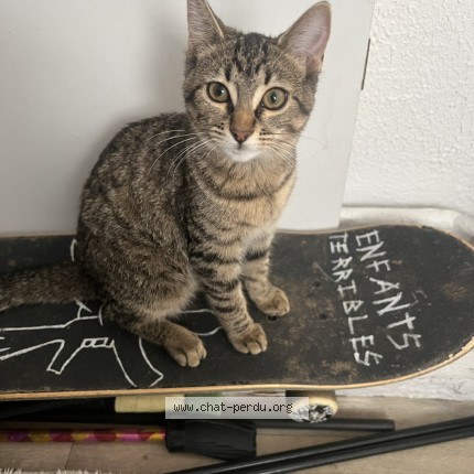 Foto de un gato reunido en Lons Le Saunier