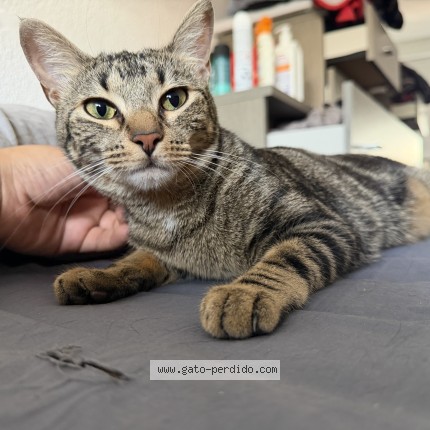 Foto 2/2 Gato encontrado Perdido en Getafe