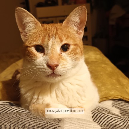Foto de gato encontrado en Capital Federal