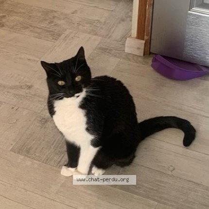 Foto de un gato reunido en Mayenne
