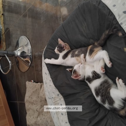 Foto de un gato reunido en Saint Mezard