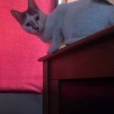 mila