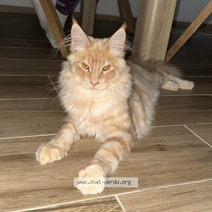 Foto de un gato reunido en Chatillon Colombes