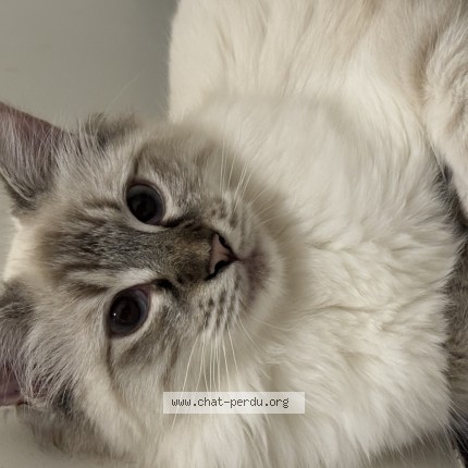 Foto de un gato reunido en Grabels