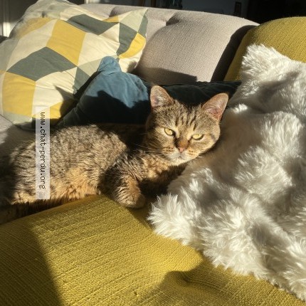 Foto de un gato reunido en Saint Yrieix Sur Charente