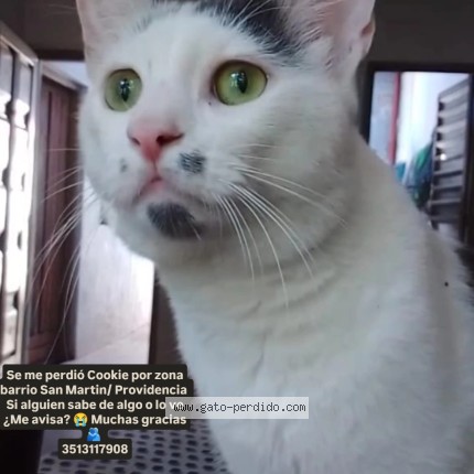 Foto 1/1 cookie Gato perdido en Cordoba