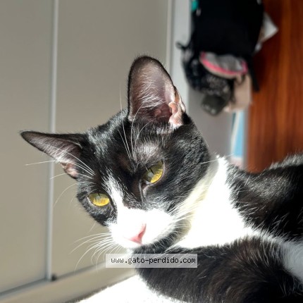 Foto del gato perdido en Berazategui