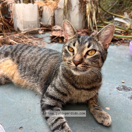 Foto del gato perdido en Capital Federal
