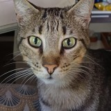 Tigri