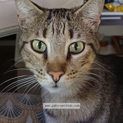 Foto 1/1 Tigri Gato perdido en Cordoba