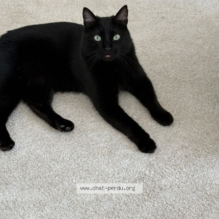 Foto de un gato reunido en Tournefeuille