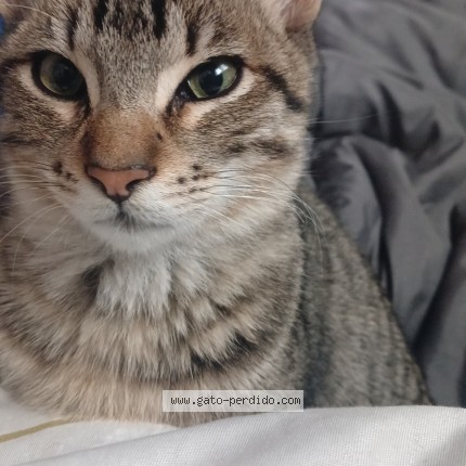 Foto 1/1 Mio Gato perdido en Lujan