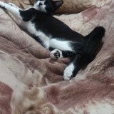 Mateo