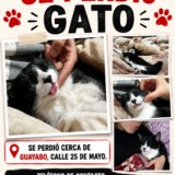 mateo