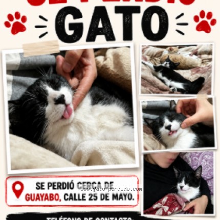 Foto del gato perdido en Guayabos 740 Y 25 De Mayo