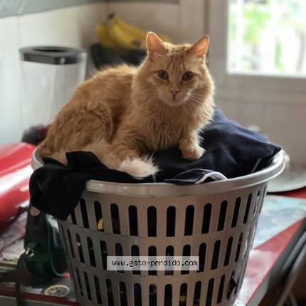 Foto 2/4 Gato encontrado Perdido en El Casar De Escalona