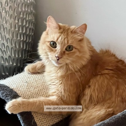 Foto 4/4 Gato encontrado Perdido en El Casar De Escalona