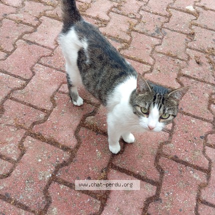Foto de un gato reunido en La Lande De Fronsac