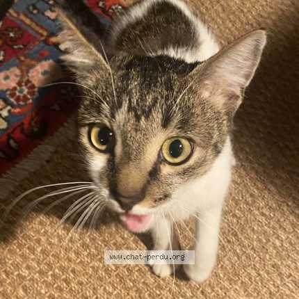 Foto de un gato reunido en Agen