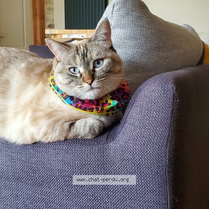 Foto de un gato reunido en Gannay Sur Loire