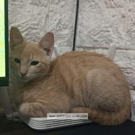 Foto del gato perdido en Berazategui