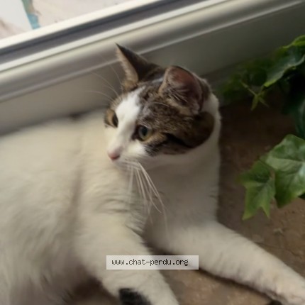 Foto de un gato reunido en Lille