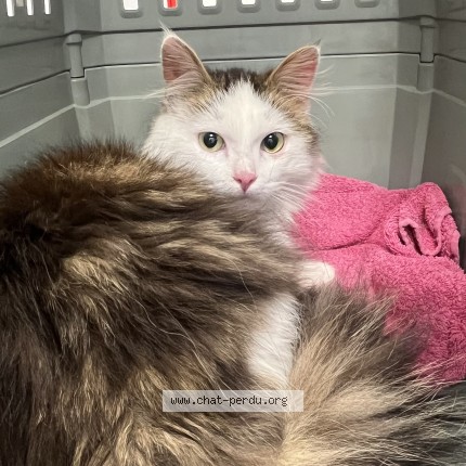 Foto de un gato reunido en Saint Genest