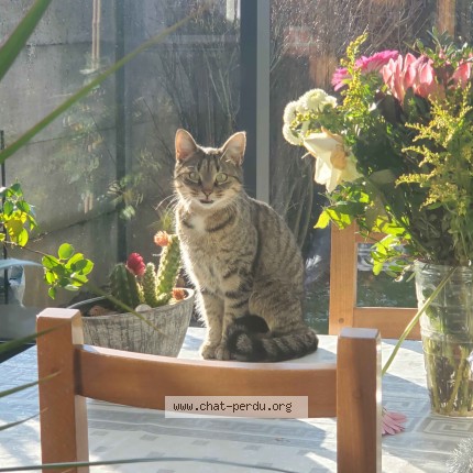 Foto de un gato reunido en Roisel