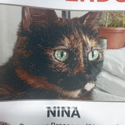 Foto de un gato reunido en Blagnac