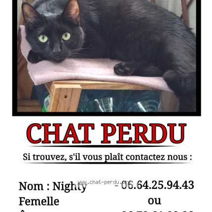 Foto de un gato reunido en Tulle